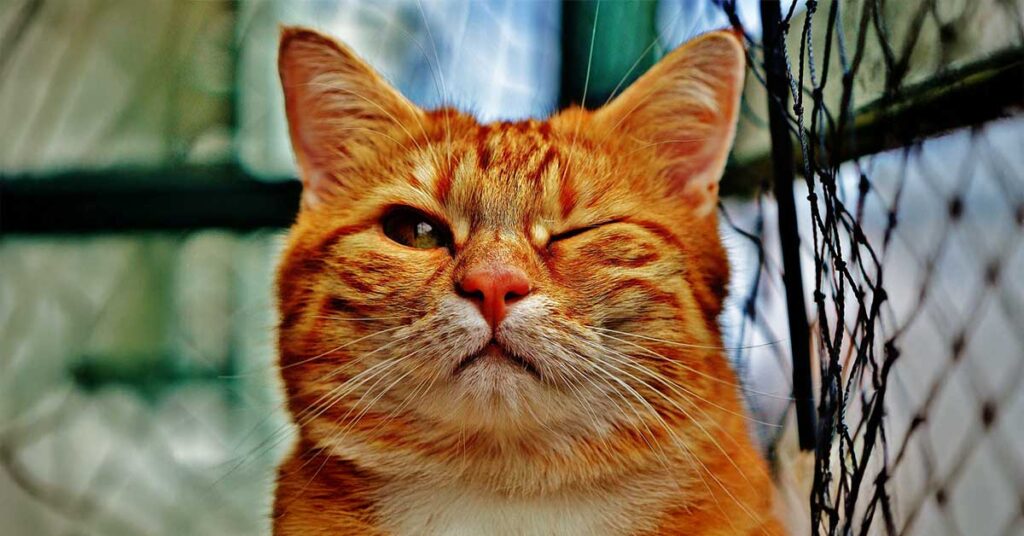 Y!mobileとは？メリットとデメリットは？