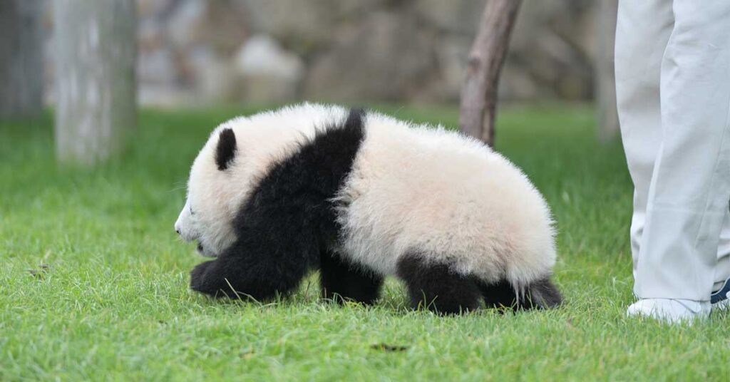 楽天モバイルのメリット・デメリット