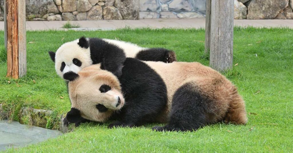 楽天モバイルのプラチナバンドとは?